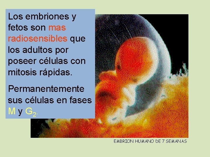 Los embriones y fetos son mas radiosensibles que los adultos por poseer células con