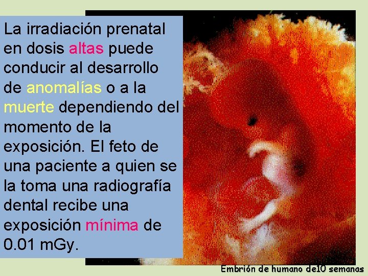 La irradiación prenatal en dosis altas puede conducir al desarrollo de anomalías o a