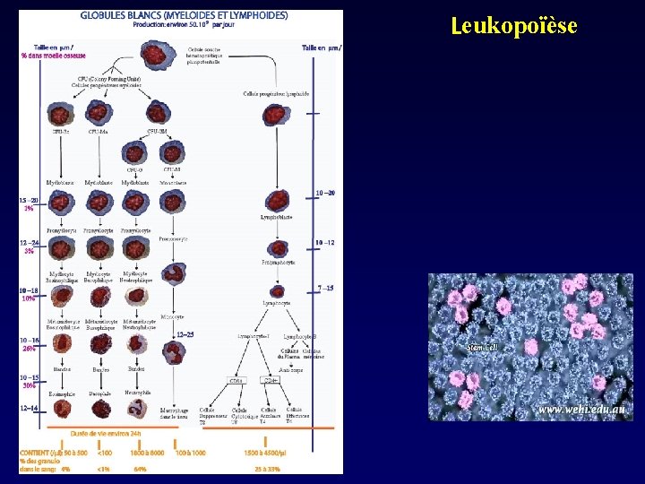 Leukopoïèse 