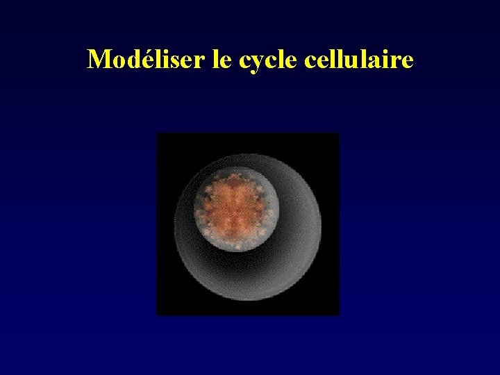 Modéliser le cycle cellulaire 