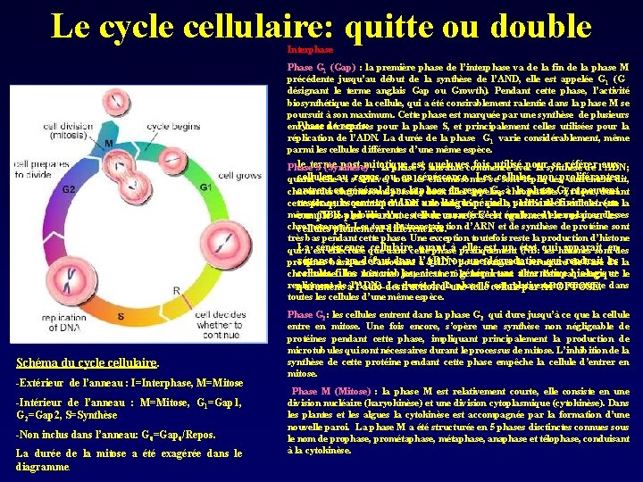 Le cycle cellulaire: quitte ou double Interphase Phase G 1 (Gap) : la première