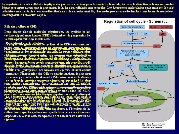 La régulation du cycle cellulaire implique des processus cruciaux pour la survie de la