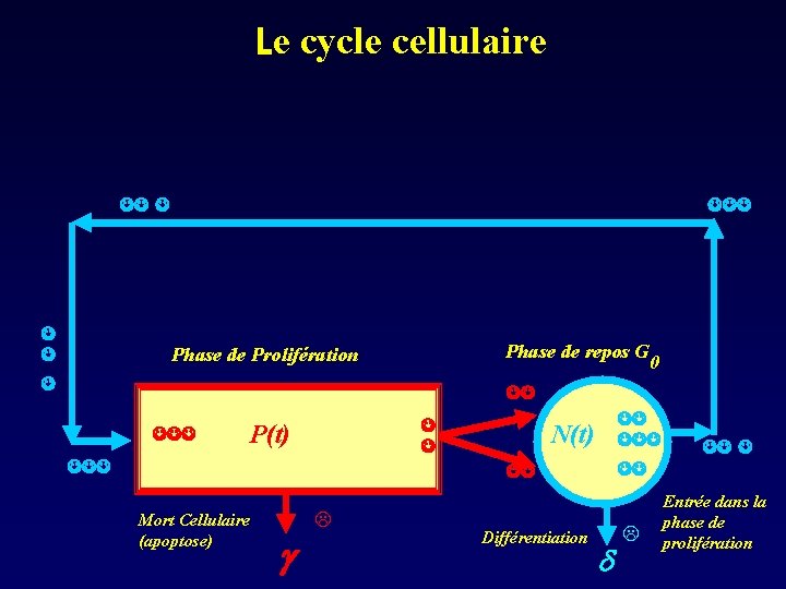 Le cycle cellulaire Phase de repos G Phase de Prolifération 0 P(t) N(t) Mort