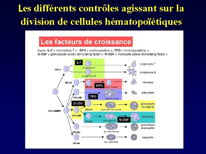 Les différents contrôles agissant sur la division de cellules hématopoïétiques 