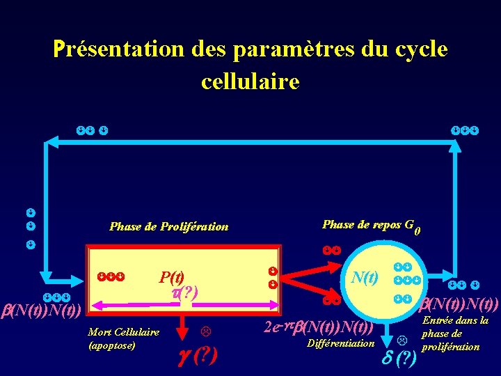 Présentation des paramètres du cycle cellulaire Phase de repos G Phase de Prolifération 0