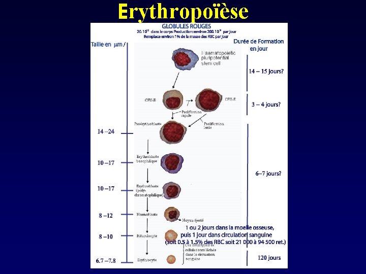 Erythropoïèse 