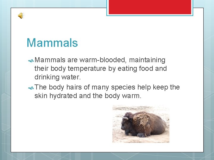 Mammals are warm-blooded, maintaining their body temperature by eating food and drinking water. The