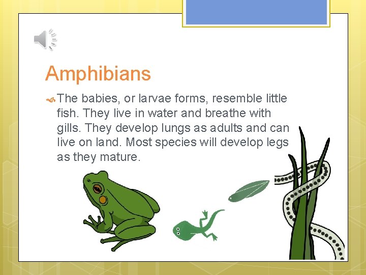 Amphibians The babies, or larvae forms, resemble little fish. They live in water and