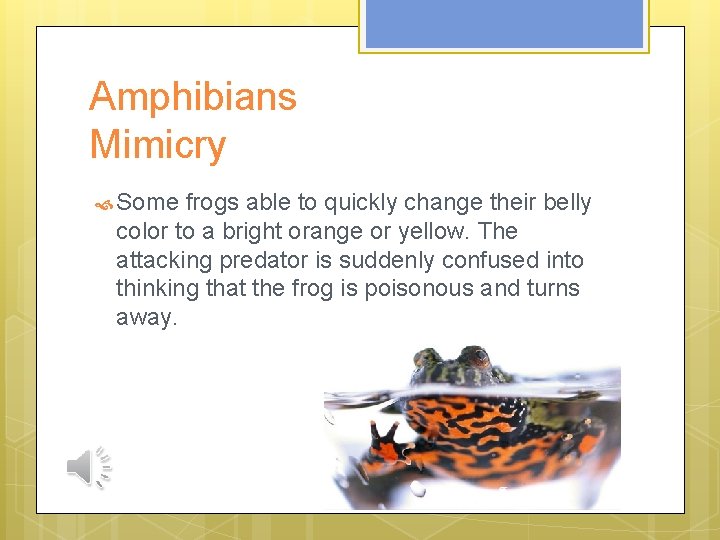 Amphibians Mimicry Some frogs able to quickly change their belly color to a bright