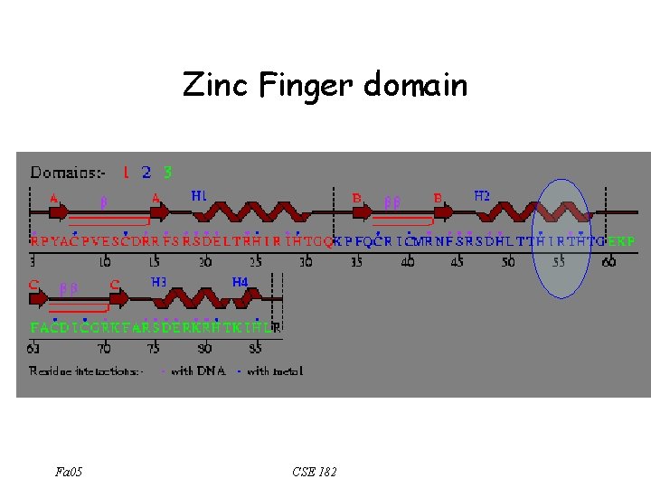 Zinc Finger domain Fa 05 CSE 182 