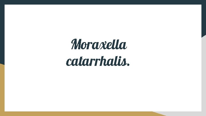 Moraxella catarrhalis. 