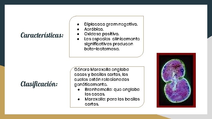 Características: Clasificación: ● ● Diplococo gram negativo. Aeróbico. Oxidasa positivo. Las especies clínicamente significativas