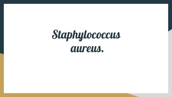 Staphylococcus aureus. 