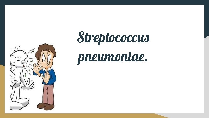 Streptococcus pneumoniae. 