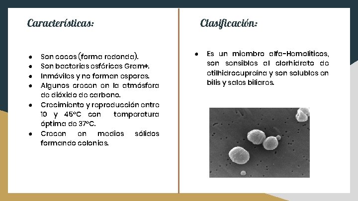 Características: ● ● ● Son cocos (forma redonda). Son bacterias esféricas Gram+. Inmóviles y