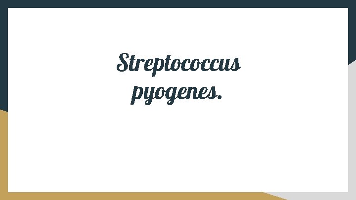 Streptococcus pyogenes. 