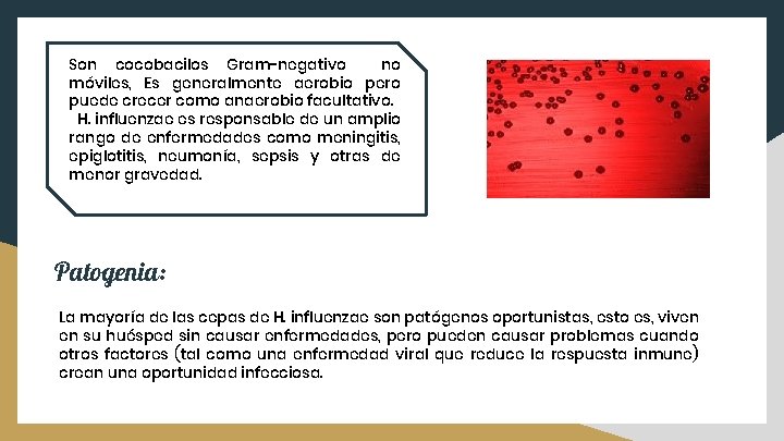 Son cocobacilos Gram-negativo no móviles, Es generalmente aerobio pero puede crecer como anaerobio facultativo.