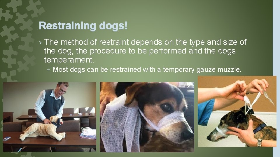 Restraining dogs! › The method of restraint depends on the type and size of