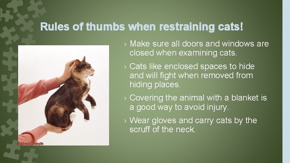 Rules of thumbs when restraining cats! › Make sure all doors and windows are