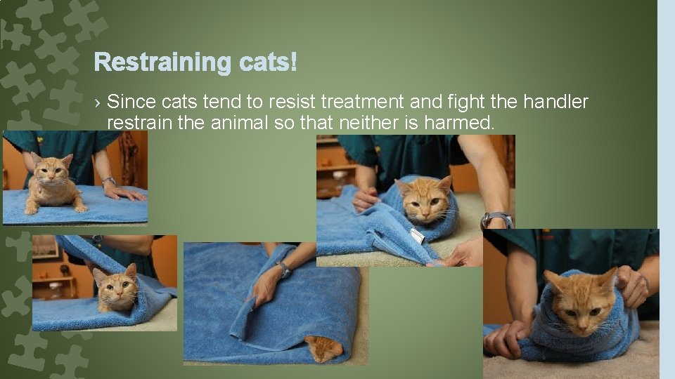 Restraining cats! › Since cats tend to resist treatment and fight the handler restrain
