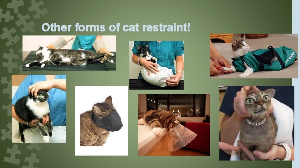 Other forms of cat restraint! 