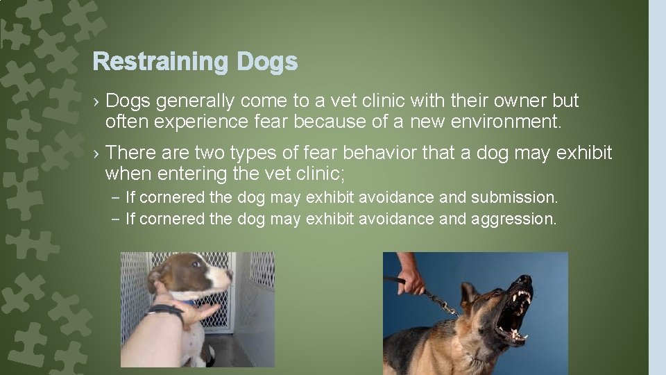 Restraining Dogs › Dogs generally come to a vet clinic with their owner but