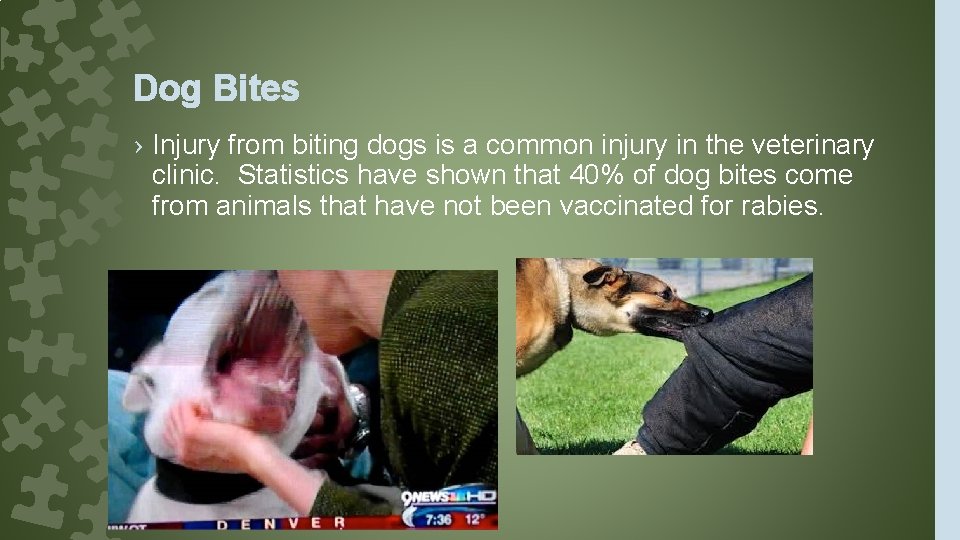 Dog Bites › Injury from biting dogs is a common injury in the veterinary