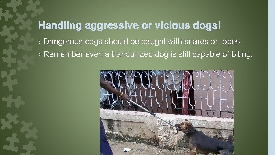 Handling aggressive or vicious dogs! › Dangerous dogs should be caught with snares or