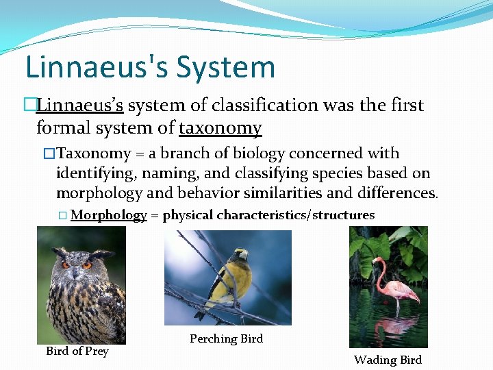 Linnaeusclassification System Classification All living things are organized History of