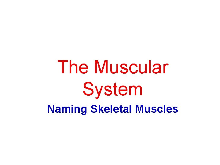 The Muscular System Naming Skeletal Muscles 