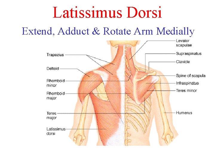 Latissimus Dorsi Extend, Adduct & Rotate Arm Medially 