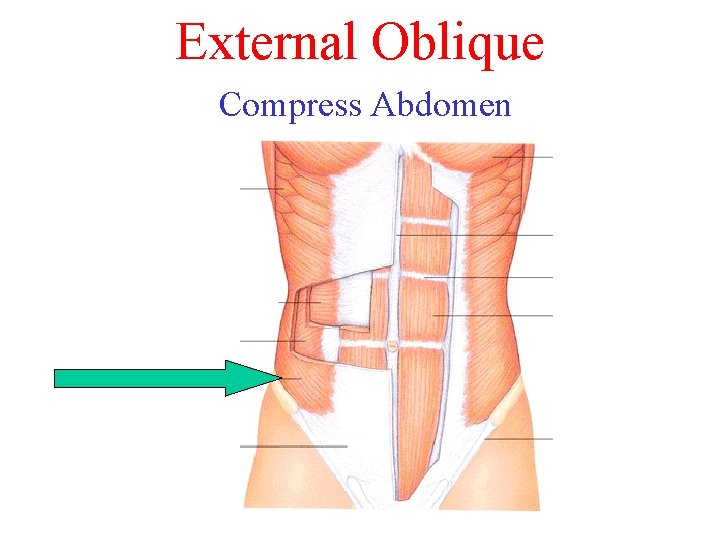 External Oblique Compress Abdomen 