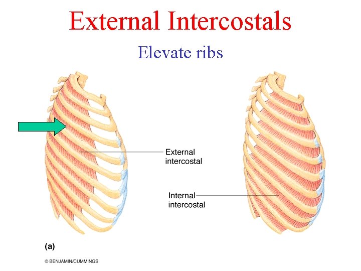 External Intercostals Elevate ribs 