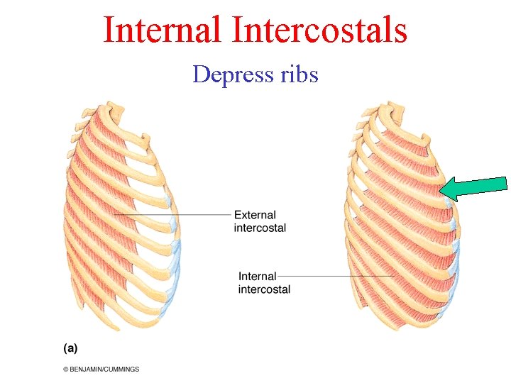 Internal Intercostals Depress ribs 