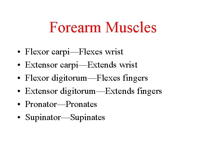 Forearm Muscles • • • Flexor carpi—Flexes wrist Extensor carpi—Extends wrist Flexor digitorum—Flexes fingers