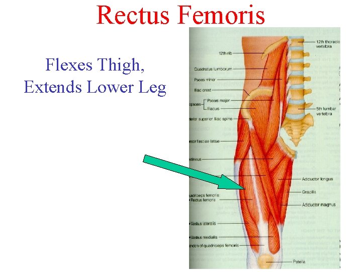 Rectus Femoris Flexes Thigh, Extends Lower Leg 