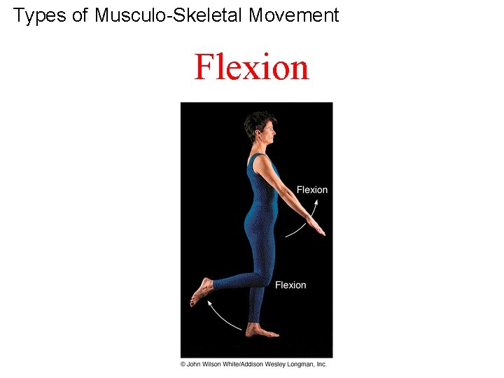 Types of Musculo-Skeletal Movement Flexion 