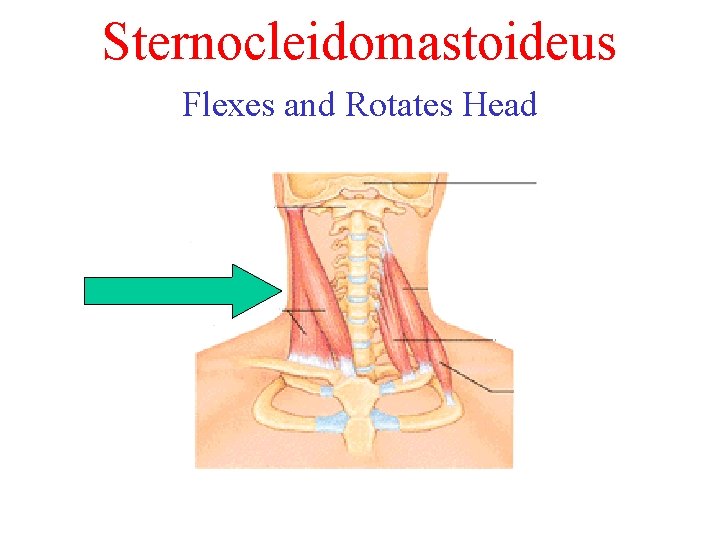 Sternocleidomastoideus Flexes and Rotates Head 