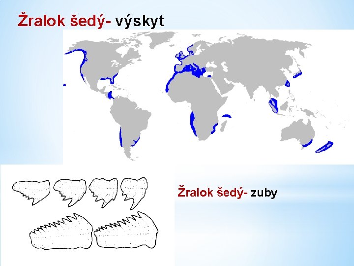 Žralok šedý- výskyt Žralok šedý- zuby 