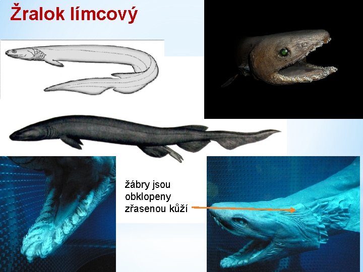 Žralok límcový žábry jsou obklopeny zřasenou kůží 