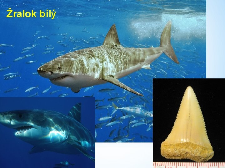 Žralok bílý 