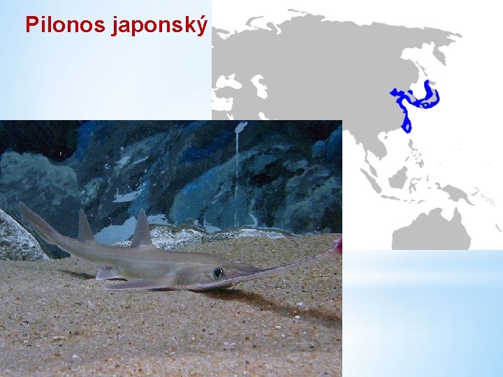 Pilonos japonský 