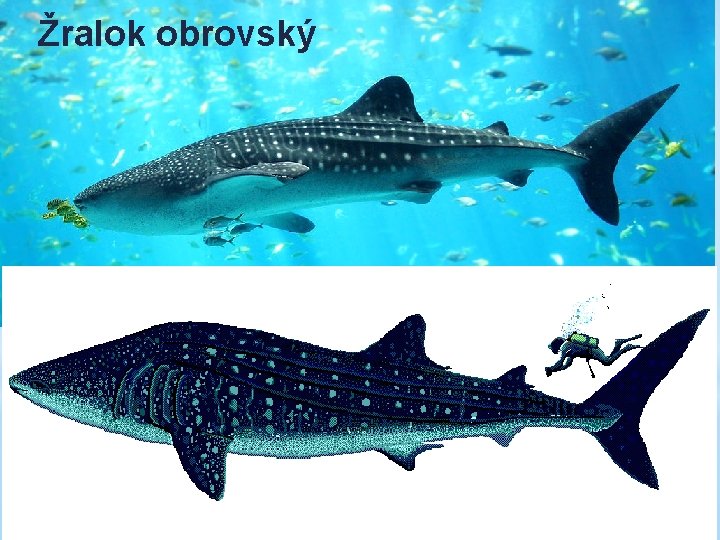 Žralok obrovský 