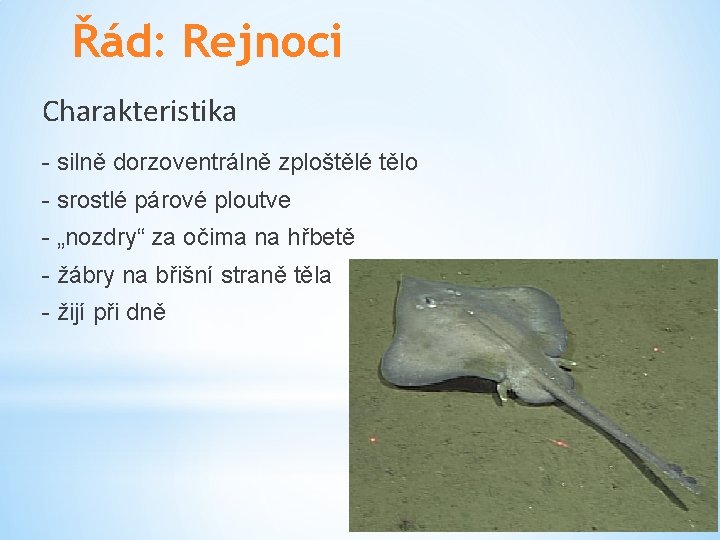Řád: Rejnoci Charakteristika - silně dorzoventrálně zploštělé tělo - srostlé párové ploutve - „nozdry“