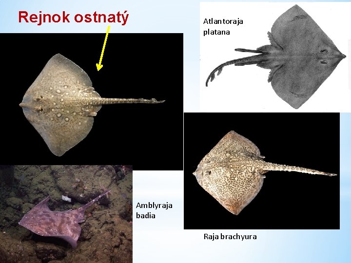 Rejnok ostnatý Atlantoraja platana Amblyraja badia Raja brachyura 