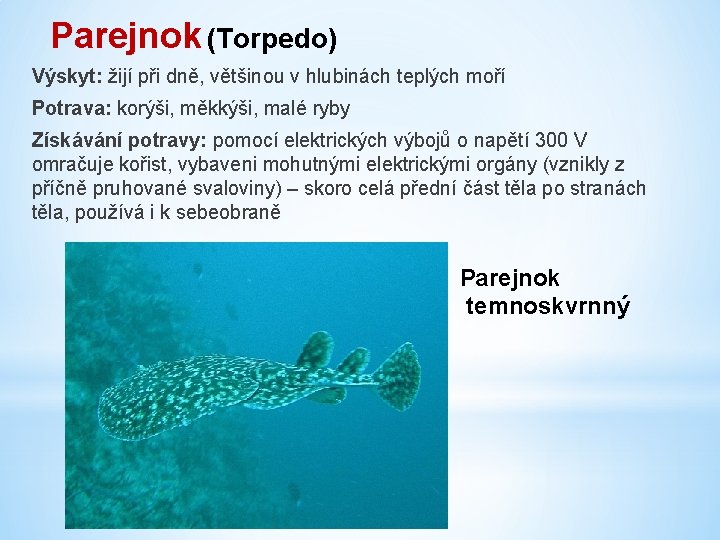 Parejnok (Torpedo) Výskyt: žijí při dně, většinou v hlubinách teplých moří Potrava: korýši, měkkýši,