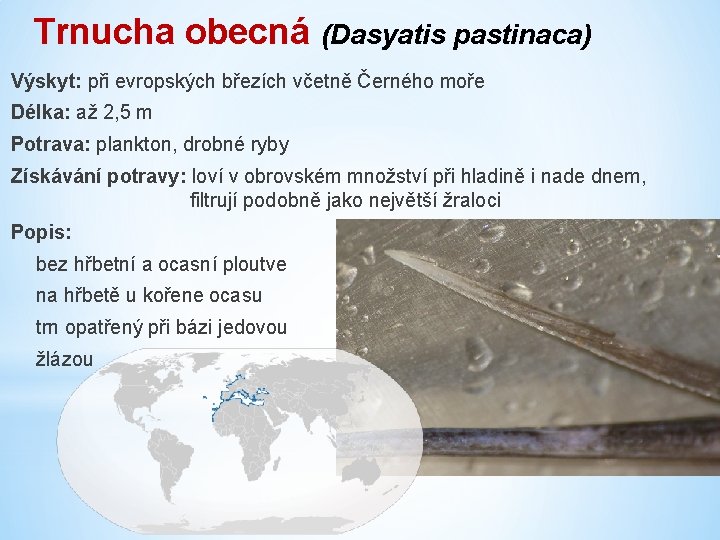 Trnucha obecná (Dasyatis pastinaca) Výskyt: při evropských březích včetně Černého moře Délka: až 2,