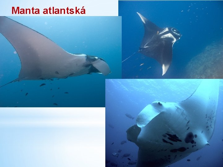 Manta atlantská 