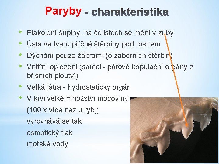 Paryby • • Plakoidní šupiny, na čelistech se mění v zuby • • Velká