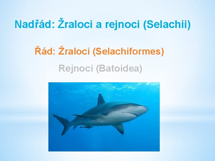 Nadřád: Žraloci a rejnoci (Selachii) Řád: Žraloci (Selachiformes) Rejnoci (Batoidea) 